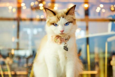 Lau For Ning (Tony) - 