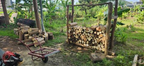 甲殼類大頭呆 - 木頭鋸好疊放區