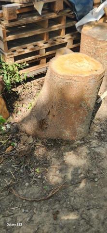 甲殼類大頭呆 - 施工前