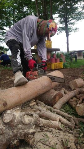 甲殼類大頭呆 - 園藝鋸木分解