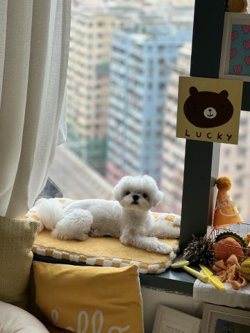 HKdogcation - 