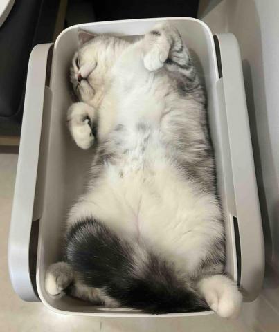 Chor Yan Kitty Lau - 優美的睡姿