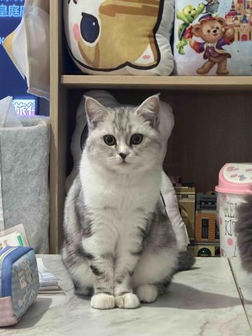 Chor Yan Kitty Lau - 6個月大的美少女