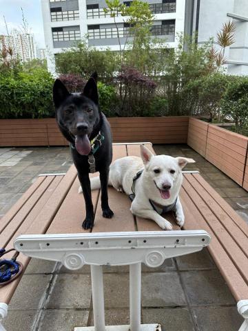 Crystal Fu - 寄養鄰居狗狗時出街玩,建立良好社交,減少壓力和焦慮 Crystal Fu - 寄養鄰居狗狗時出街玩,建立良好社交,減少壓力和焦慮