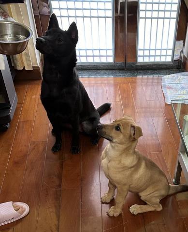 Crystal Fu - 相中正在教導小狗入屋禮儀 Crystal Fu - 相中正在教導小狗入屋禮儀