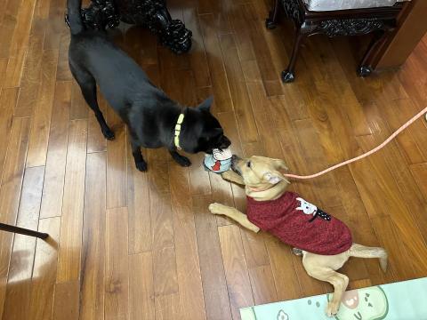 Crystal Fu -  Crystal Fu -