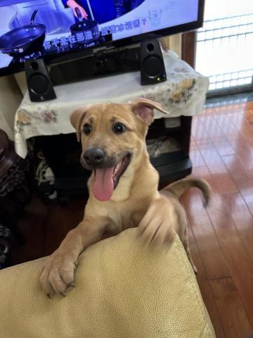 Crystal Fu - 之前暫托狗bb, 生活得好開心 Crystal Fu - 之前暫托狗bb, 生活得好開心