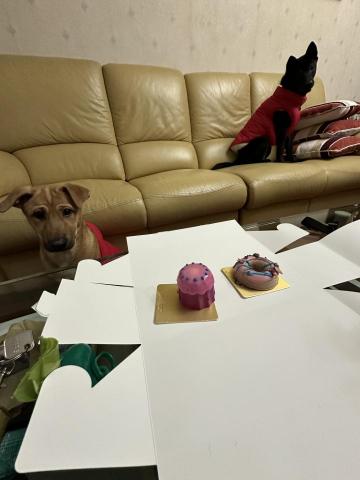 Crystal Fu - 對任何狗狗都以自己狗狗看待,盡量做到公平對待 Crystal Fu - 對任何狗狗都以自己狗狗看待,盡量做到公平對待