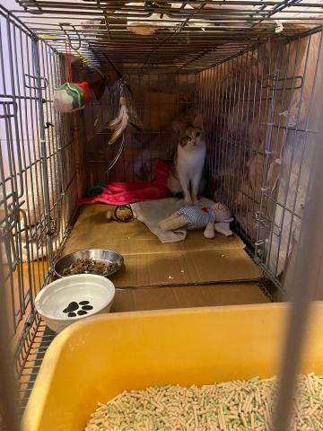 Cary - 餵暫托貓