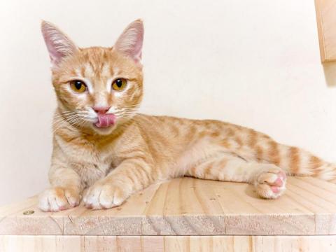 陳世聰 - 調色作品