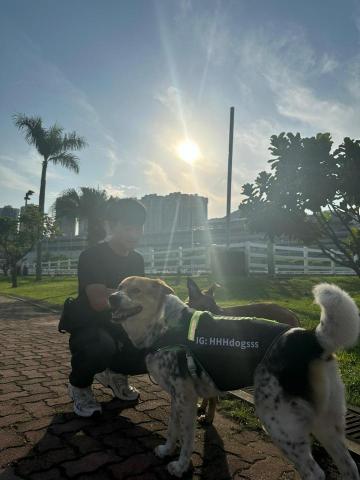 HHH Dog Training  -  HHH Dog Training  -