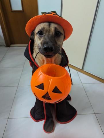 HHH Dog Training  -  HHH Dog Training  -