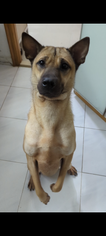 HHH Dog Training  -  HHH Dog Training  -