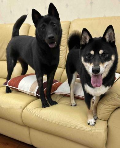 Crystal Fu -  Crystal Fu -