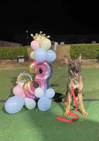 Freda dog training - Lava birthday