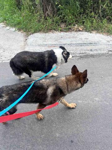 Freda dog training - 