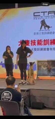 Freda dog training - London up