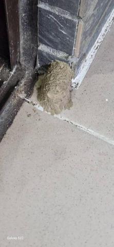 甲殼類大頭呆 - 新竹市，社區：金雅昕觀邸，施工前