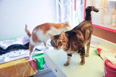 Meowholic貓之助寵物服務 - 寄宿貓咪