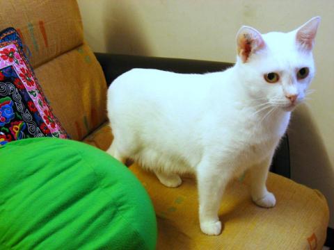 Meowholic貓之助寵物服務 - 寄宿丹麥猫。