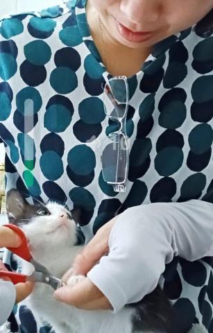 Meowholic貓之助寵物服務 - 上門照顧，貓BB.