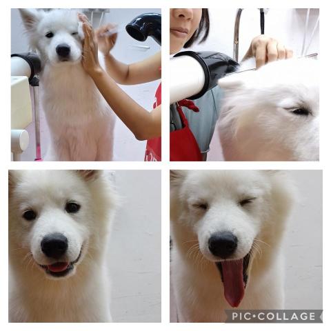 Meowholic貓之助寵物服務 - 狗狗梳毛，冲涼，剪甲。摩西。?