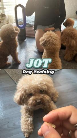 JOT Dog Training -  JOT Dog Training -