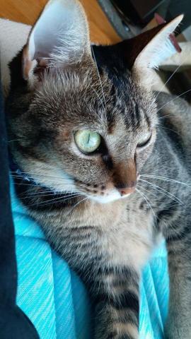 chiu - 上門照顧的貓貓