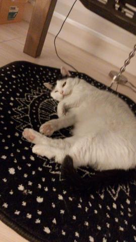 chiu - 上門照顧的貓貓