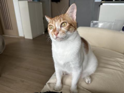 CC寵物美容保姆 - 貓保姆