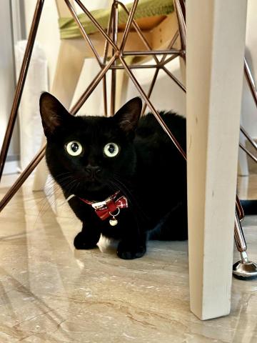 CC寵物美容保姆 - 貓保姆