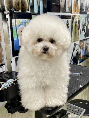 CC寵物美容保姆 - 狗狗美容