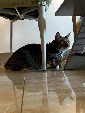 CC寵物美容保姆 - 貓保姆