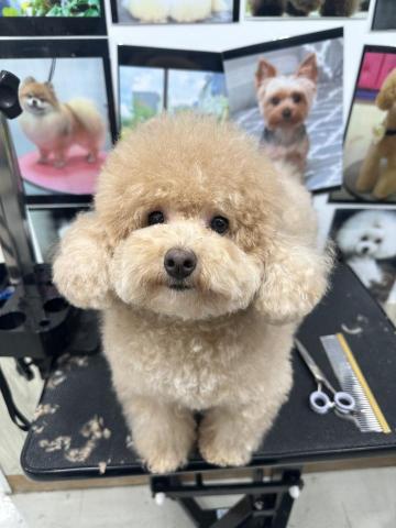 CC寵物美容保姆 - 狗狗美容