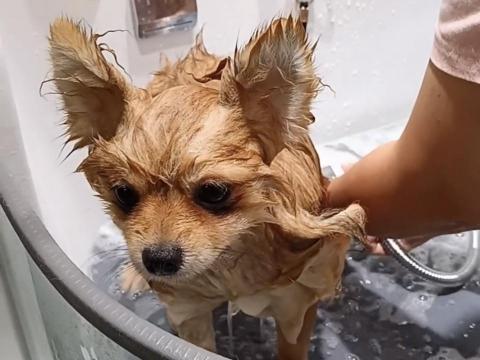 CC寵物美容保姆 - 狗狗美容