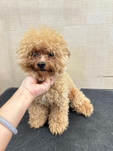 Jade.ying.pet.shelf - 