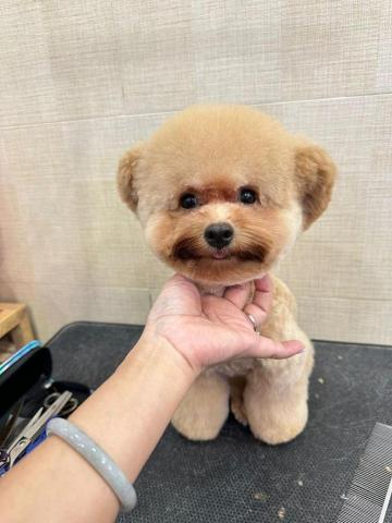 Jade.ying.pet.shelf - 