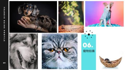 Frankie Chan - 寵物拍攝