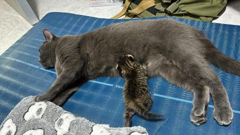 PetStory - 寵物保姆服務
針筒餵奶