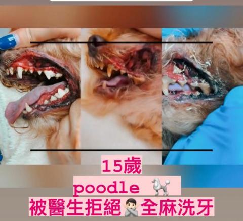 PetStory - 15歲poodle免麻醉洗牙前後