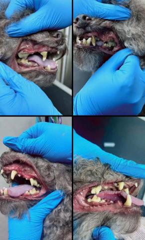 PetStory - 11歲poodle免麻醉洗牙