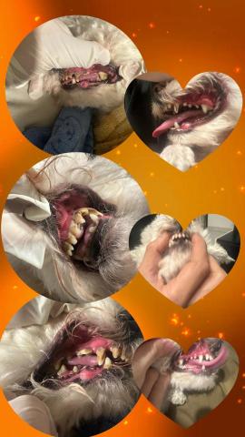 PetStory - 4歲poodle免麻醉洗牙前後