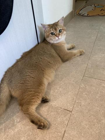 Cat sitter Rinki - 白石角客戶的貓咪 Cat sitter Rinki - 白石角客戶的貓咪