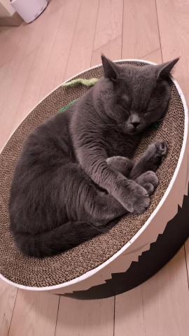 Cat sitter Rinki - 我們家的寶貝 Cat sitter Rinki - 我們家的寶貝