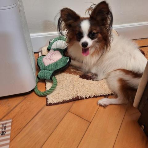 香港遛狗專員Ceci^^ - 2024Aug 馬灣 香港遛狗專員Ceci^^ - 2024Aug 馬灣