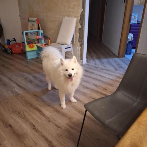 香港遛狗專員Ceci^^ - 2024Aug 廣播道 香港遛狗專員Ceci^^ - 2024Aug 廣播道