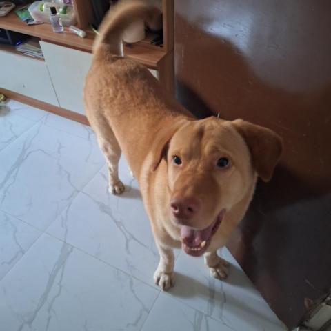 香港遛狗專員Ceci^^ - 2024Jun 土瓜灣 香港遛狗專員Ceci^^ - 2024Jun 土瓜灣