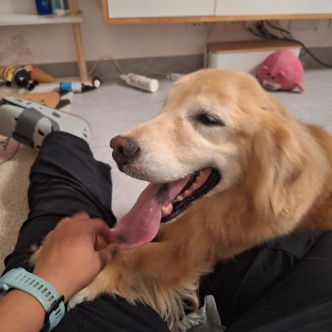 香港遛狗專員Ceci^^ - 2024Aug 西貢 香港遛狗專員Ceci^^ - 2024Aug 西貢