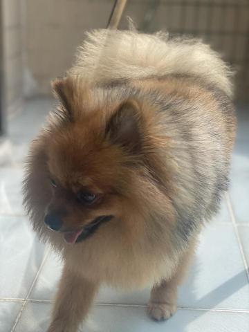 David - 緊張吠叫