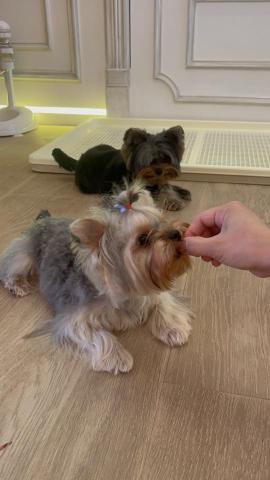 David - 處理 挑食 亂去廁所 
教授基本指令